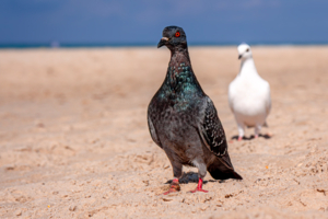 Ты куда это собрался красавчик?