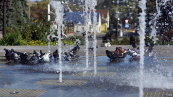 Банный день.