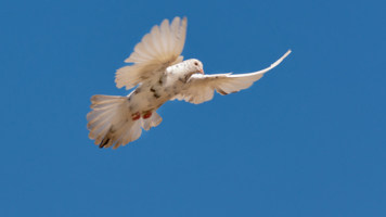 Мне с верху видно всё, ты так и знай.