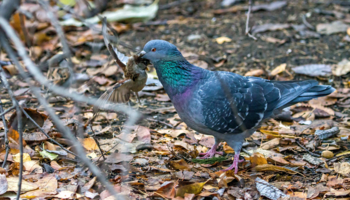 Попался, воришка!!!
