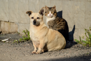 Пёс и его "тень"