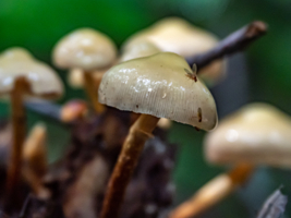 Псилоцибе и мушка