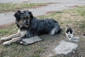 Маленький храбрец