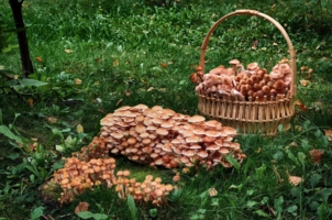 Не помещаются