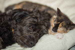 Сладкий сон