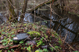 След присутствия