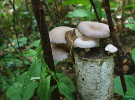 Присуседились