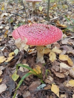 Пестрый красавец