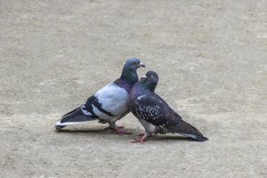 Голубь и голубка