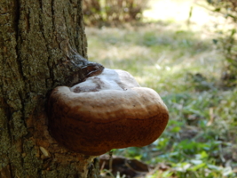 Альтернатива