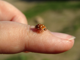 ...улети на небко