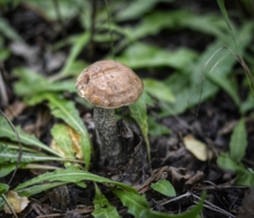 Подберёзовик необыкновенный