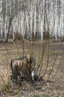 И даже пень в весенний день...