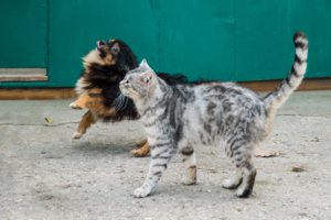 Давай поиграем!