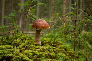 Назвался белым-полезай в корзину.