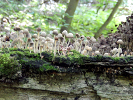 Несъедобные, но дружные.