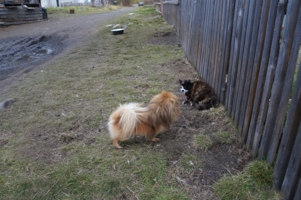 Домой! Быстро!