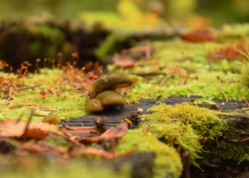 Осенний сюжет