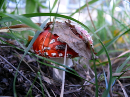 Городской красавец !