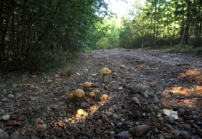 На камнях растут не только цветы