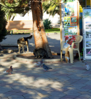 Кот, пёс и чей то хвост