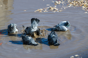 Водные процедуры