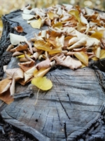 И желтый листик кружится,