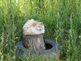 Наблюдательный пункт