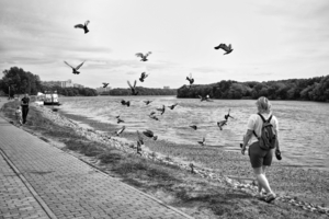 Голубиный переполох. Окружили!