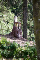 Сяду на пенёк