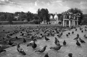 Заполонили  ÷\