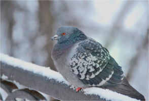 замерз бедолага...