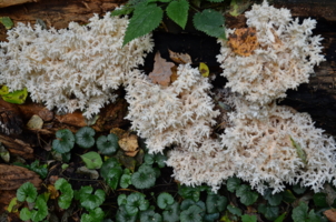 Грибы, однако!