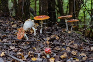 Барышни и Хулиган!