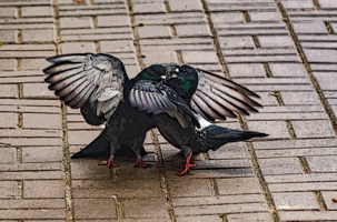 два богатыря