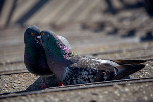 Голубиная нежность