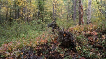 Пень превращается..
