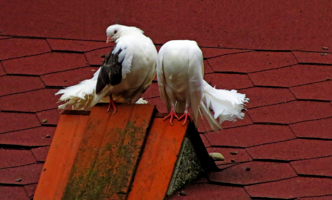 я и мой безбашенный друг