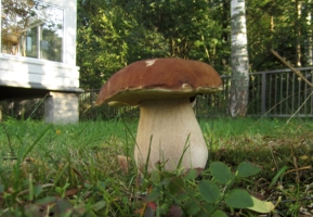 И вырос гриб большой-пребольшой