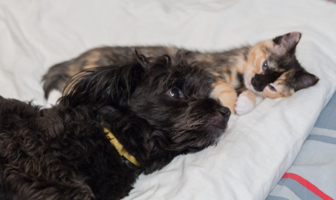 Спят  усталые зверушки