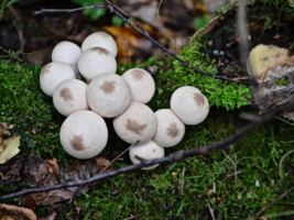 Кладка грибов