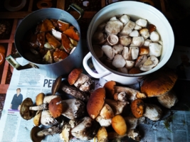 Заготовка грибов