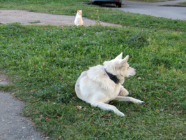 Мы с тобой одной масти