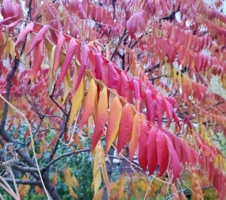 Внезапно в чаще вспыхнул красный куст