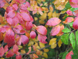 Краски осени