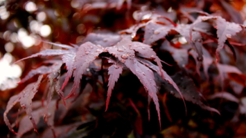 Осенние листья.