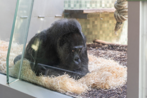 Грустные размышления