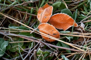 Трилистник