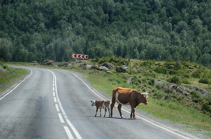 Куда на "лево". Я по правилам!
