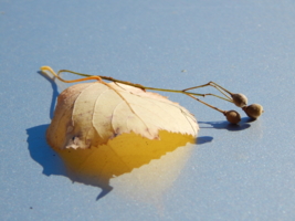 Совсем устал, совсем упал
